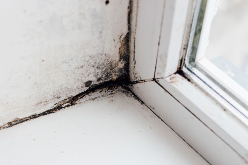 Mold Remediation Myths and Facts: What You Need to Know
